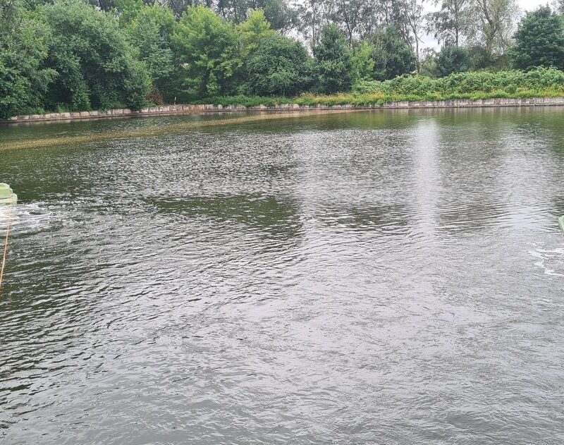 Blaualgen im Naturbad. Sauerstoffpumpen im Einsatz.