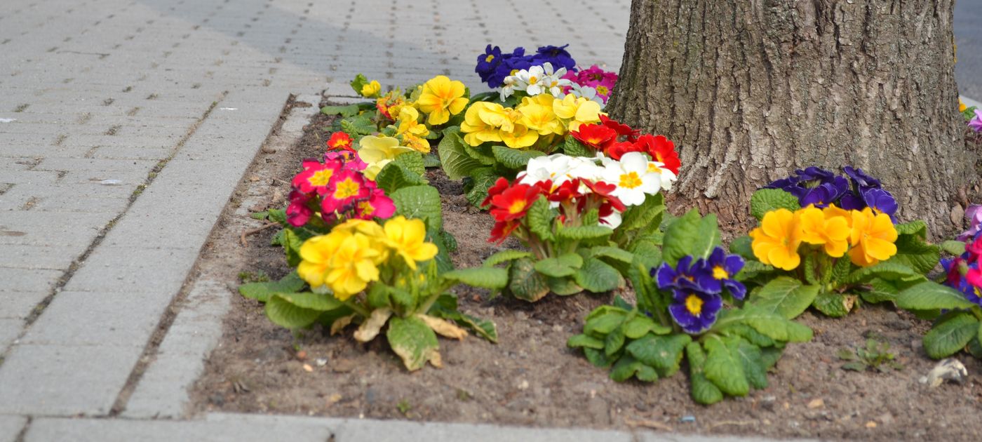 Blumenrabatte am Wegrand.