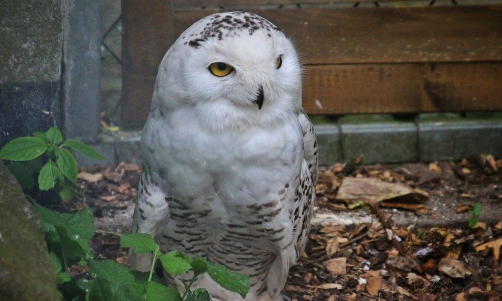 Eine Schneeeule in der Voliere