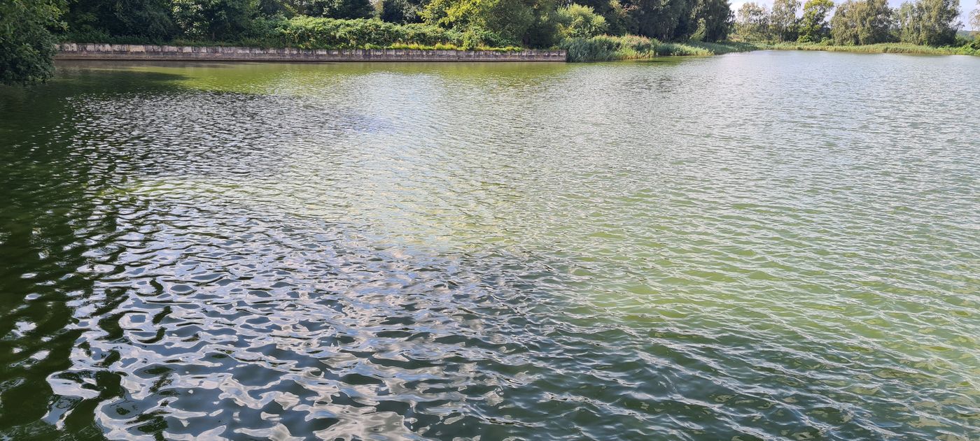 Der Blaualgenteppich überzieht alle Bereiche des Naturbades.