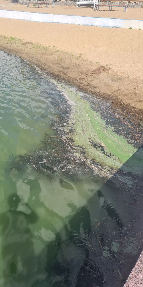 Blaualgenteppich im vorderen Schwimmbadbereich.