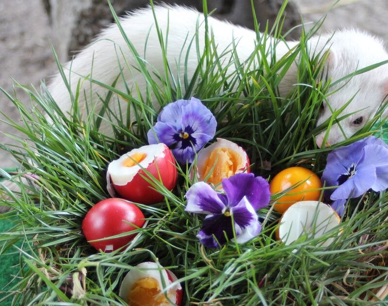 Ein Frettchen durchstöbert ein Nest in dem Gras, einige Frühlingsblumen und Eier liegen.
