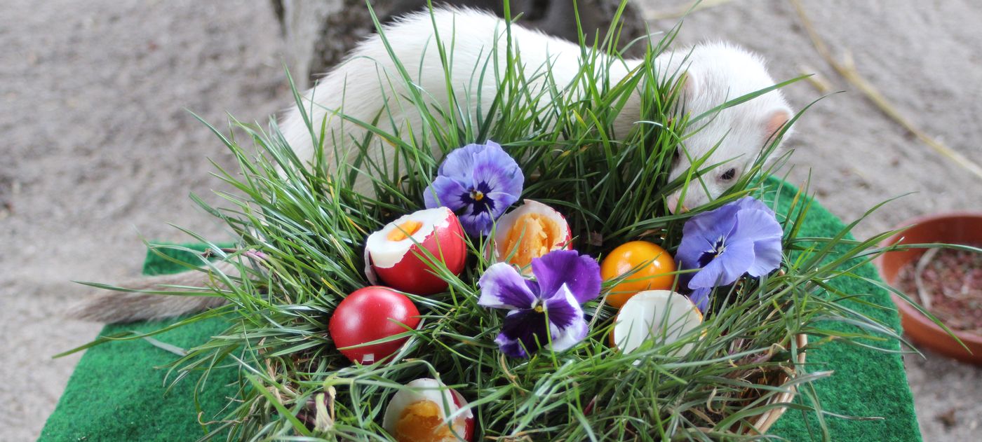 Ein Frettchen durchstöbert ein Nest in dem Gras, einige Frühlingsblumen und Eier liegen.