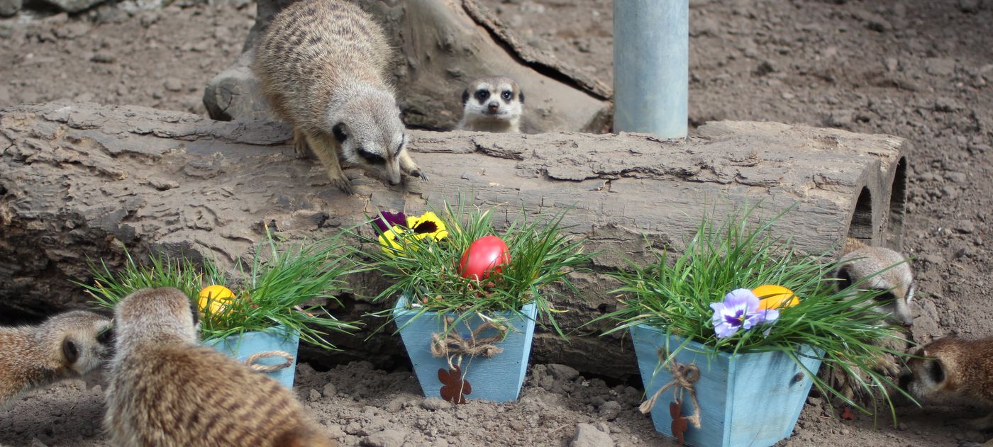 Erdmännchen durchstöbern an einem ausgehöhlten Baumstamm Osternester.