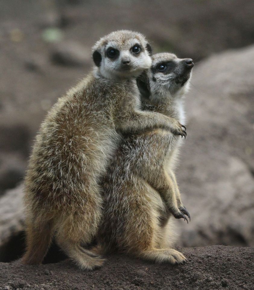 Erdmännchen in einem Gehege.