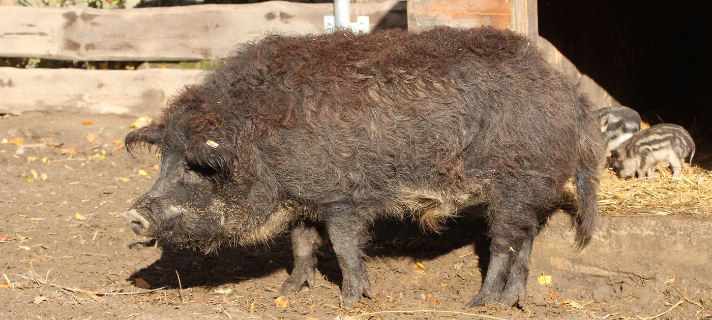 Wollschweine im Stall.