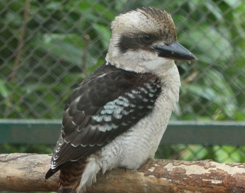 Auf dem Foto ist ein Jägerliest zu sehen. Der Vogel ist auch als Lachender Hans bekannt.
