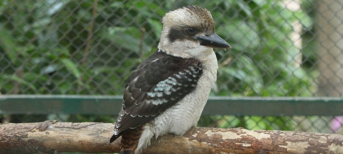 Auf dem Foto ist ein Jägerliest zu sehen. Der Vogel ist auch als Lachender Hans bekannt.