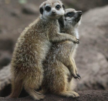 erdmaennchen-zoo-tierpark-stadt-grimmen-mecklenburg-vorpommern