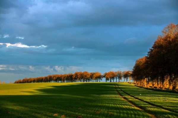 horsterallee-wiese-stadt-grimmen-foto-dr-lothar-woelfel