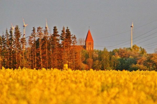 raps-feld-vor-grimmen-foto-anke-hanusik