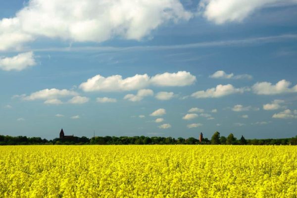 rapsfeld-vor-grimmen-stadt-vorpommern-ruegen