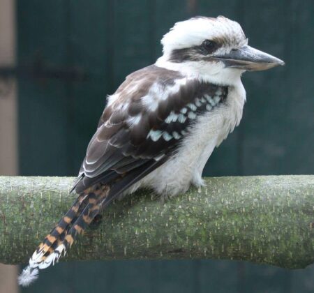 vogel-tierpark-zoo-stadt-grimmen-mecklenburg-vorpommern