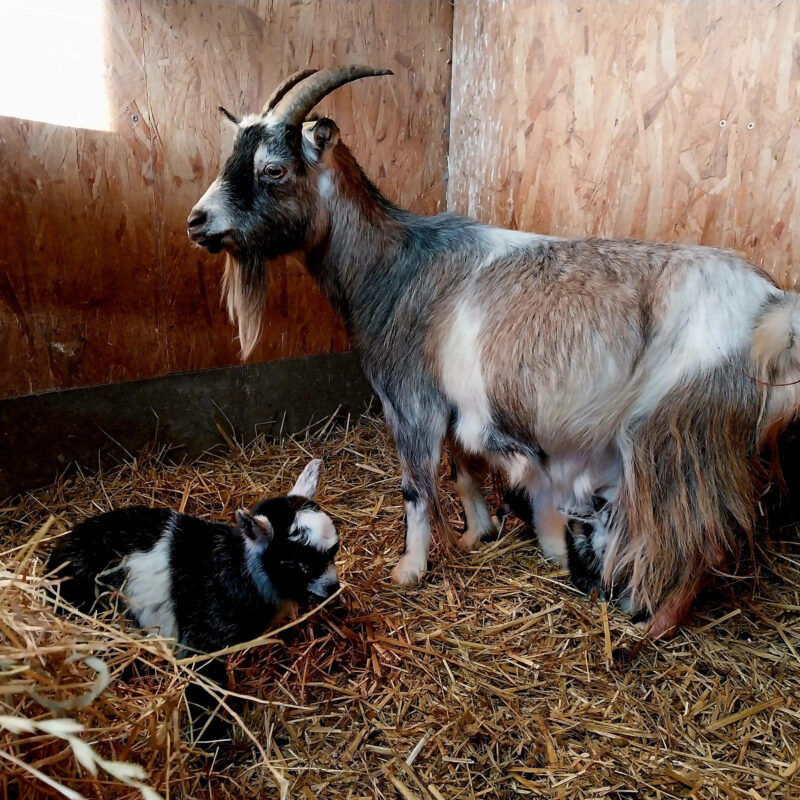 Ziege mit ihrem Nachwuchs im Stroh im Tierpark in Grimmen