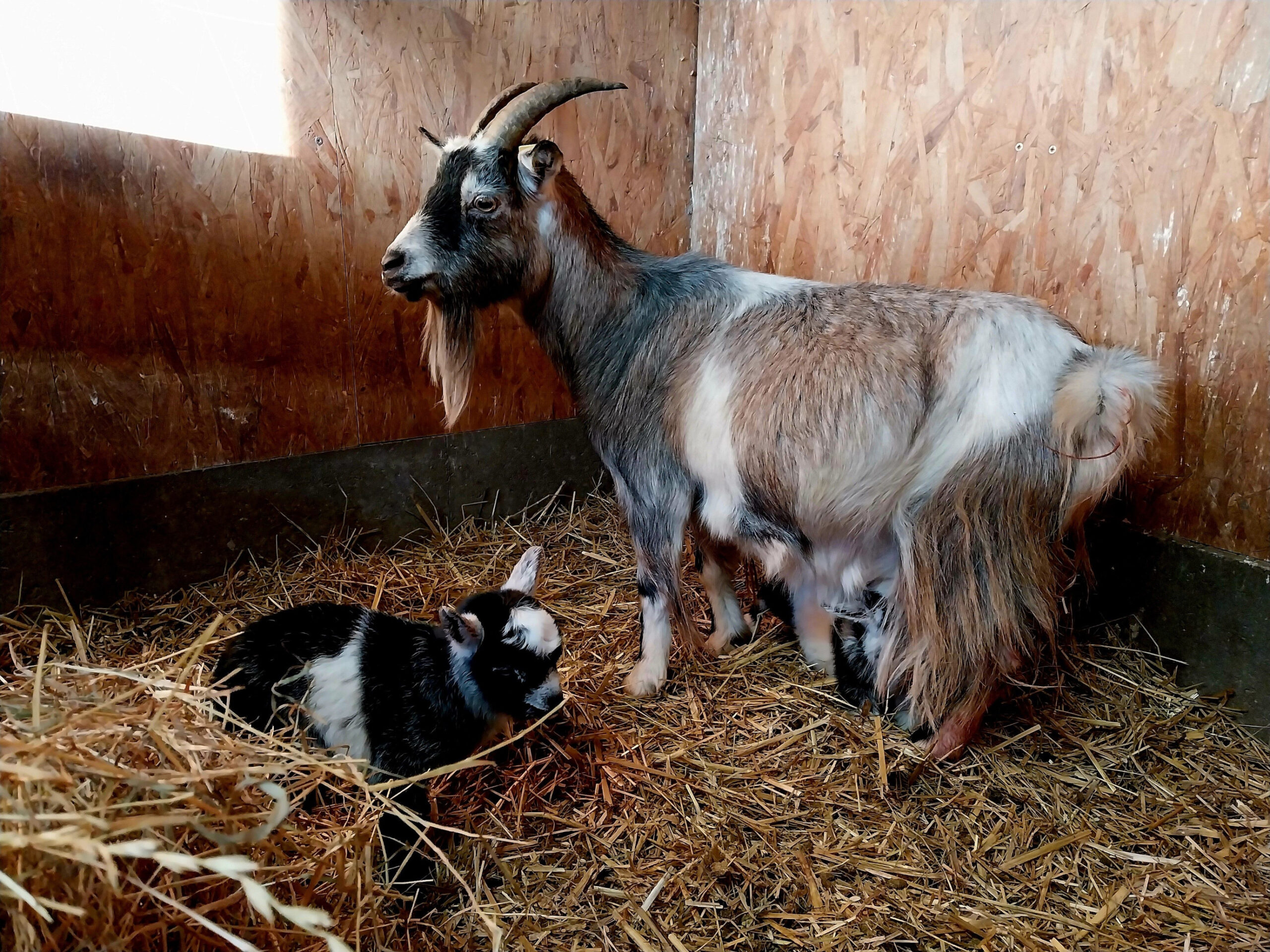 Ziege mit ihrem Nachwuchs im Stroh im Tierpark in Grimmen